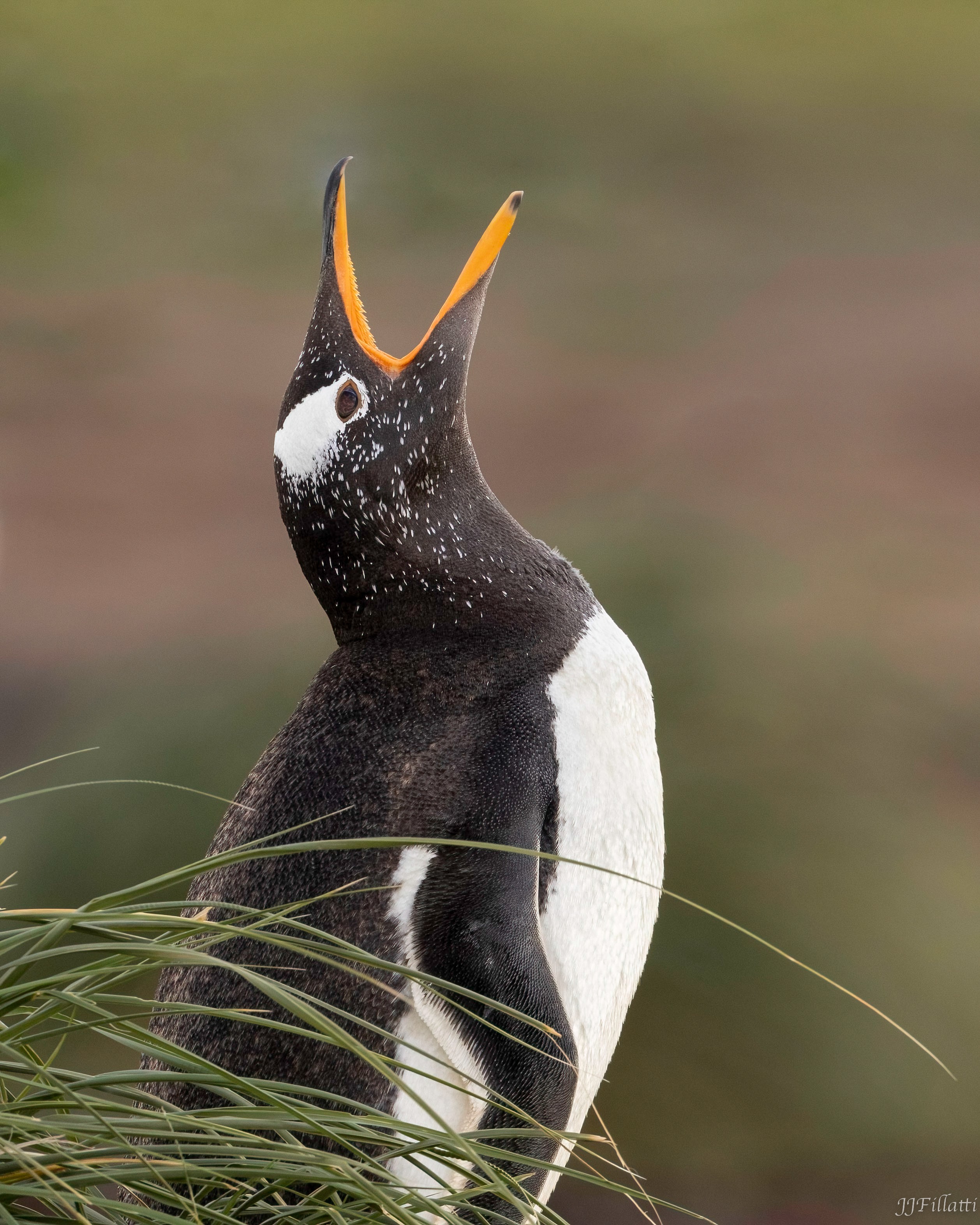 bird of the falklands image 23